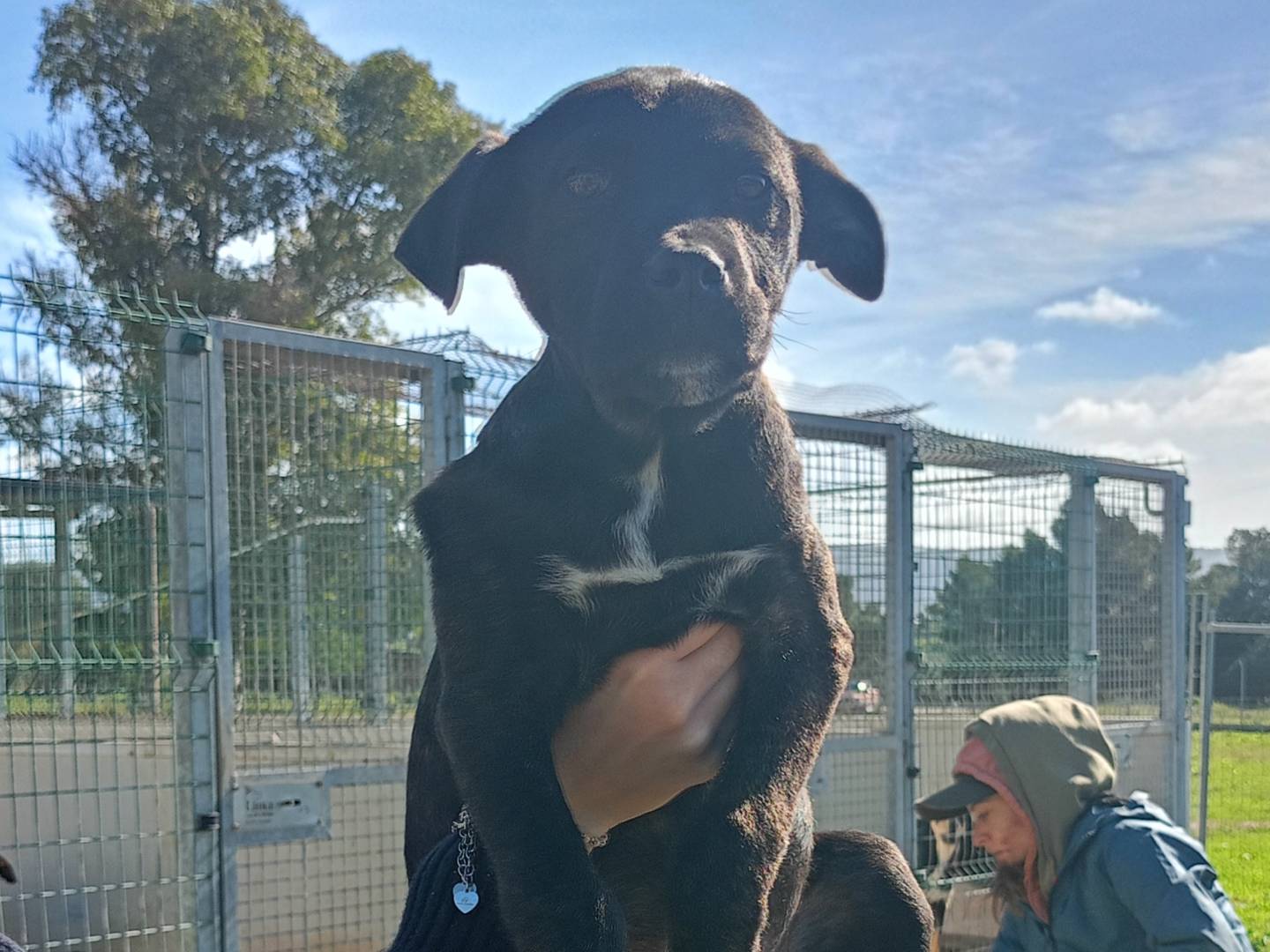 Adotta un cane, maschio, 5 mesi, Ragusa