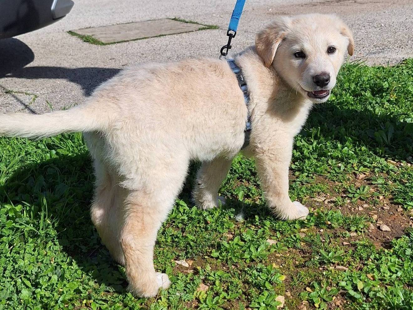 Adotta un cane, taglia media, femmina, Milano