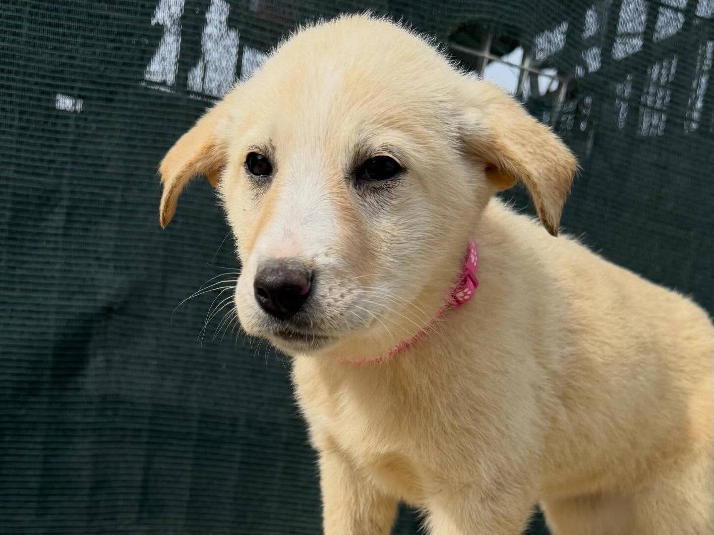 Adozione cane, femmina, Razza sconosciuta Razza sconosciuta, 3 mesi, taglia media, Matera