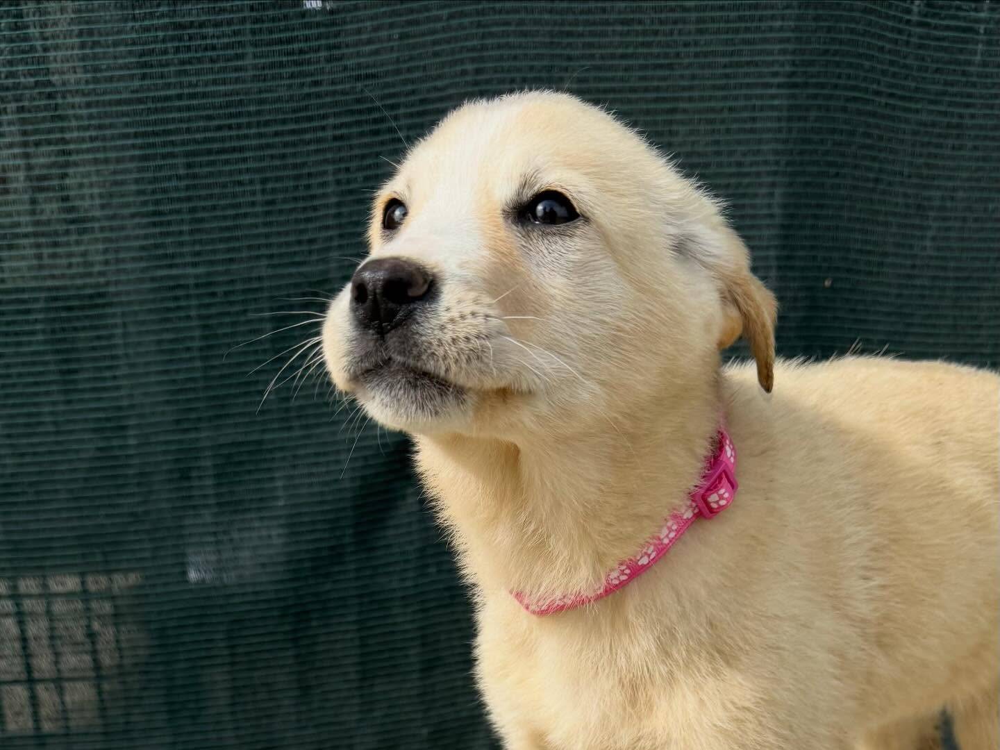 Adotta un cane, femmina, 3 mesi, Matera