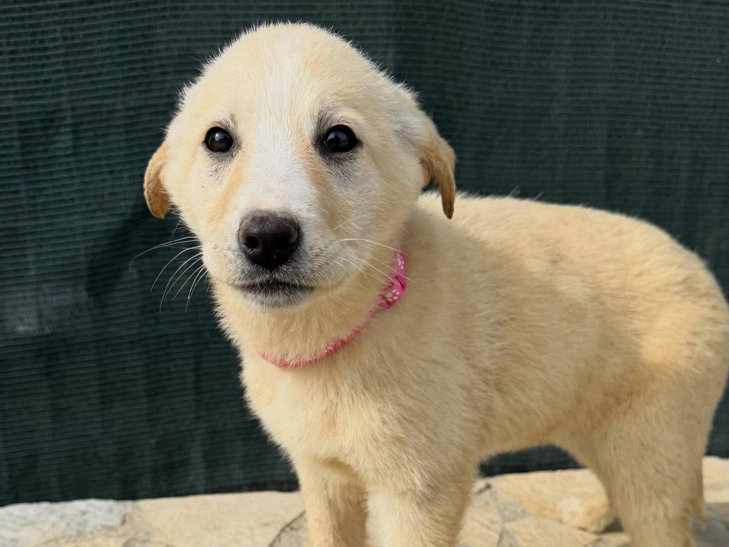 Adotta un cane, taglia media, femmina, Matera