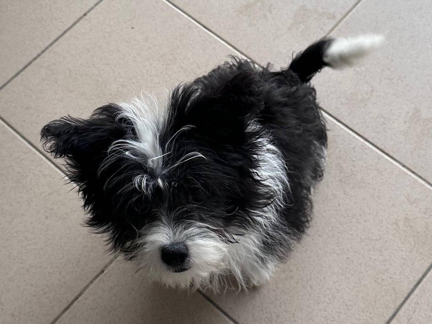 Adotta un cane, maschio, 2 mesi, Potenza