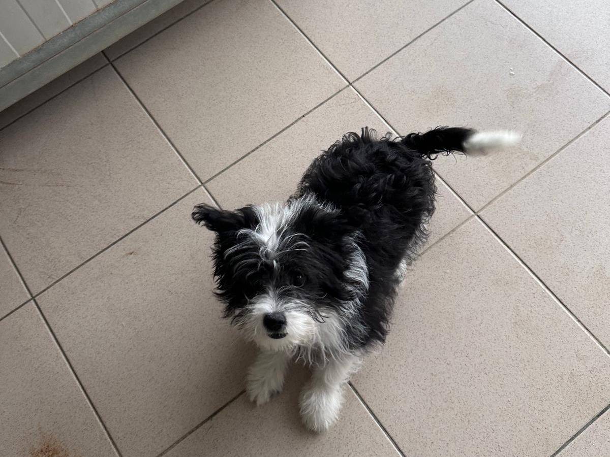 Adotta un cane, taglia piccola, maschio, Potenza