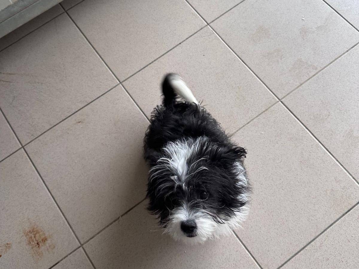 Vuoi adottare un cane a Potenza?