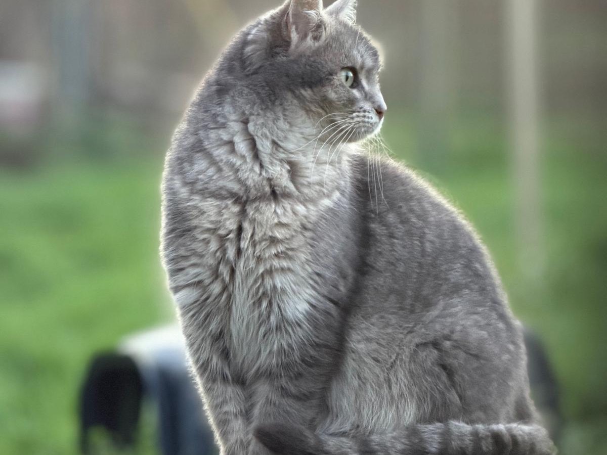 Vuoi adottare un gatto a Perugia?