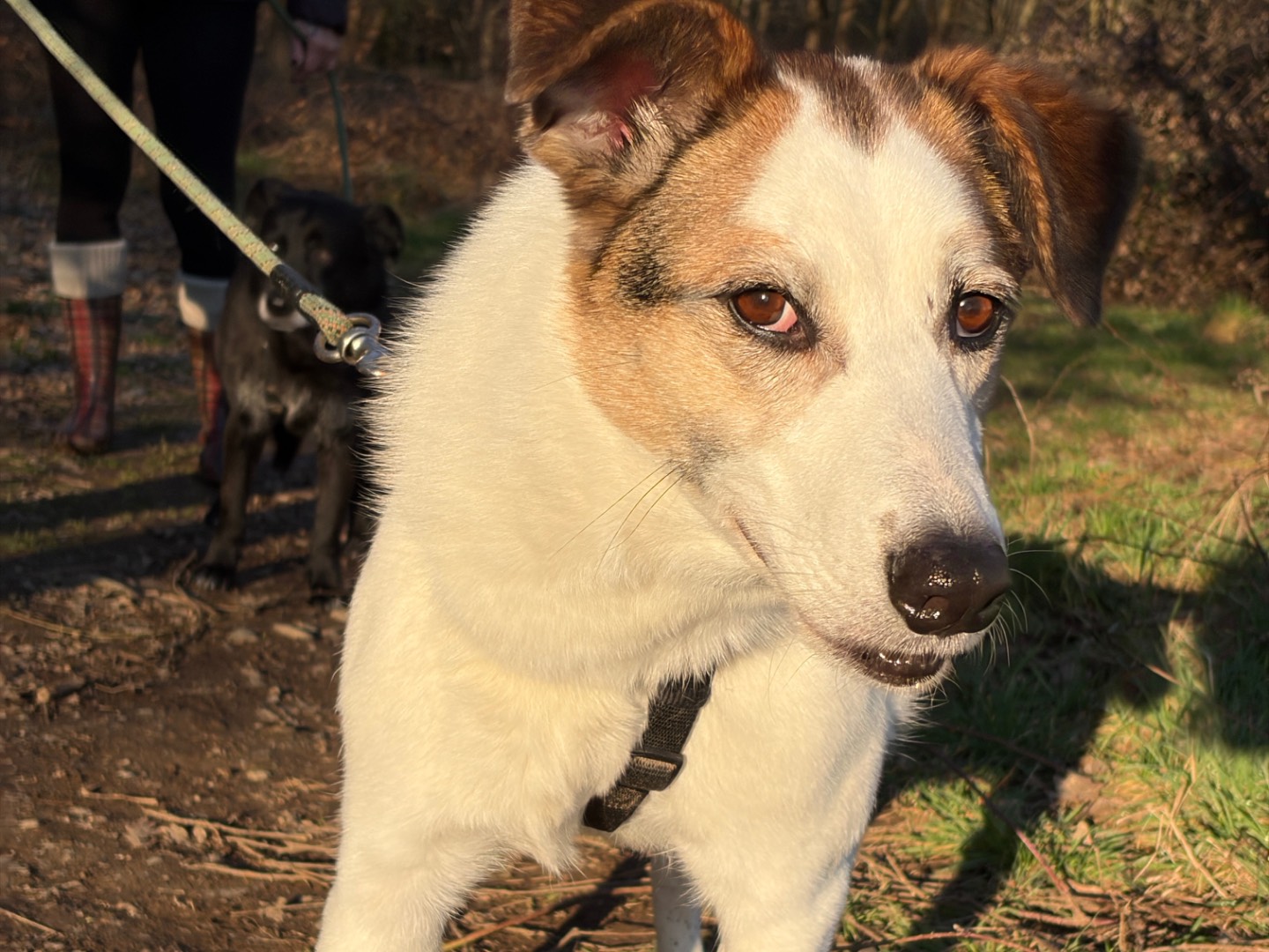 Adozione cane, maschio, Razza sconosciuta Razza sconosciuta, 7 anni e 4 mesi, taglia media, Milano