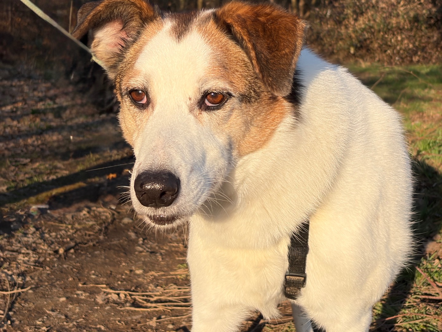 Adotta un cane, maschio, 7 anni e 4 mesi, Milano