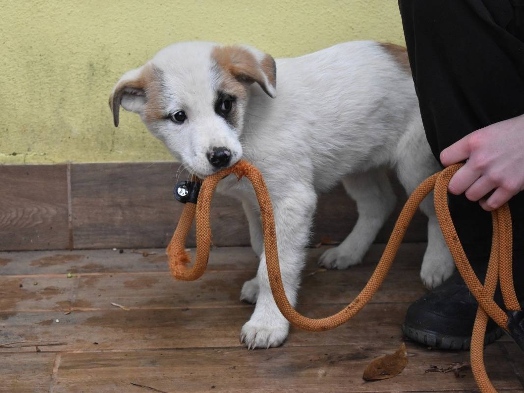 Adotta un cane, femmina, 2 mesi, Roma