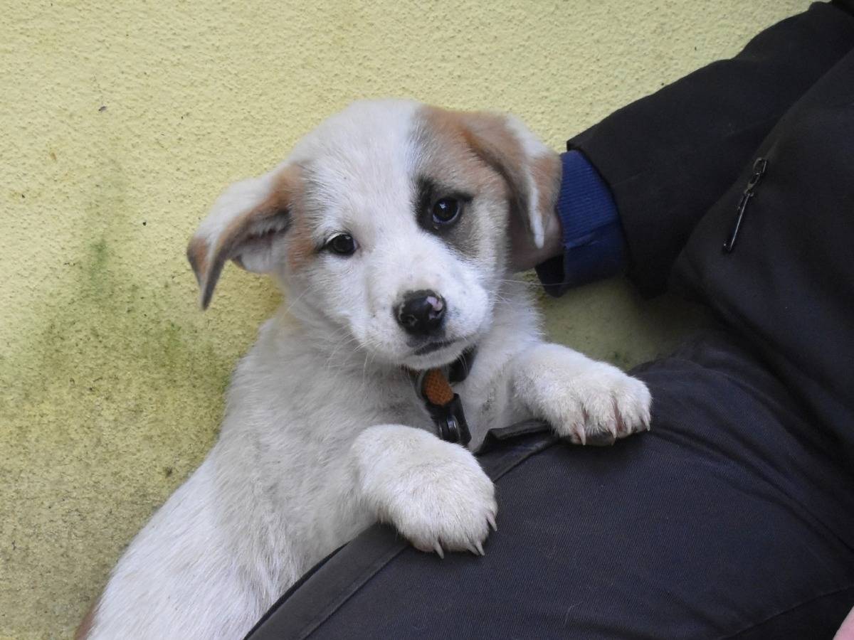 Adozione cane, femmina, Razza sconosciuta Razza sconosciuta, 2 mesi, taglia grande, Roma