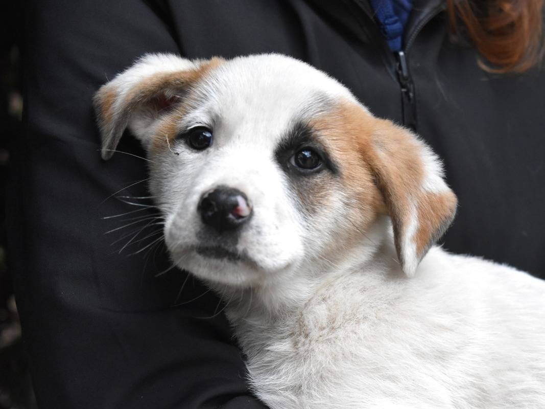Adotta un cane, taglia grande, femmina, Roma