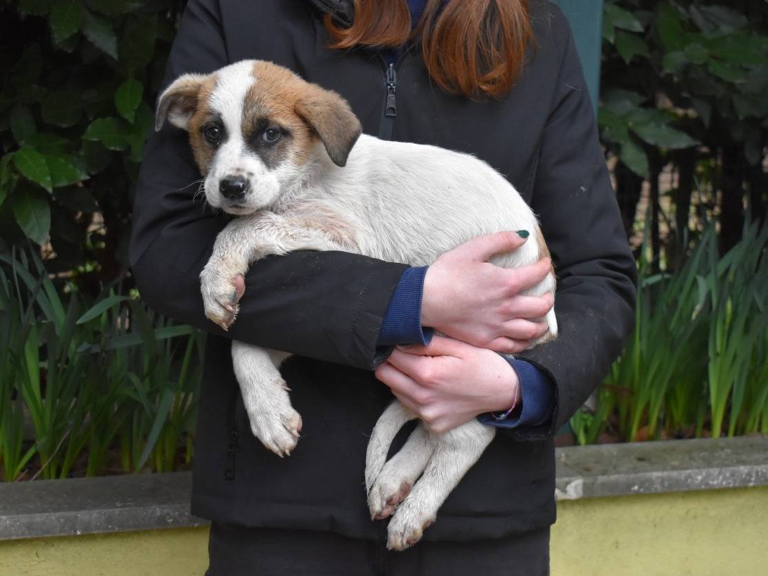 Adotta un cane, maschio, 2 mesi, Roma