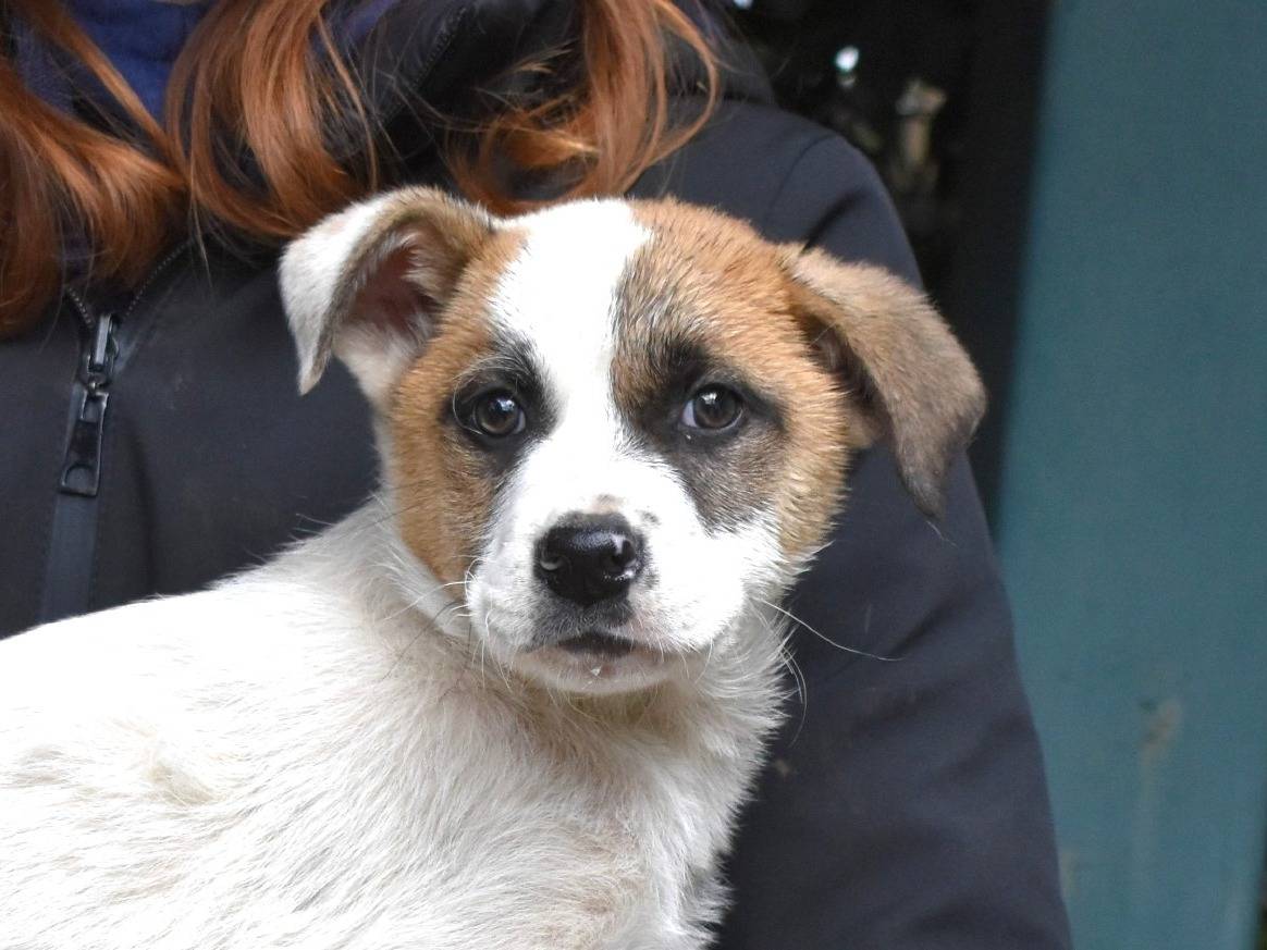Adotta un cane, taglia grande, maschio, Roma