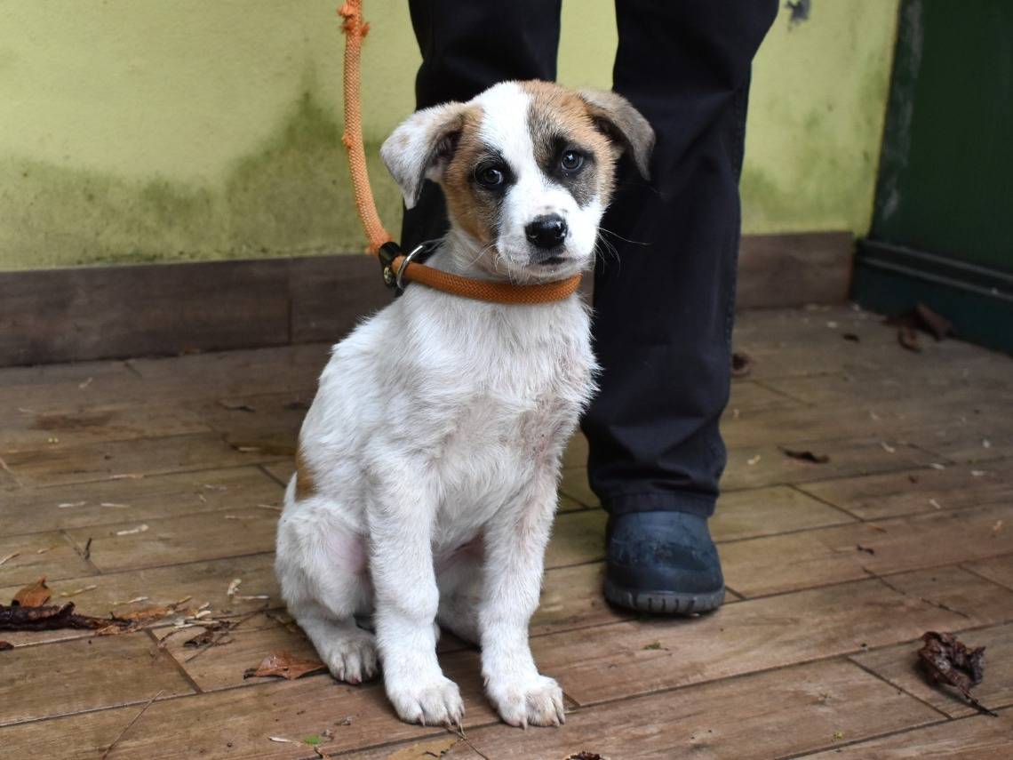 Vuoi adottare un cane a Roma?