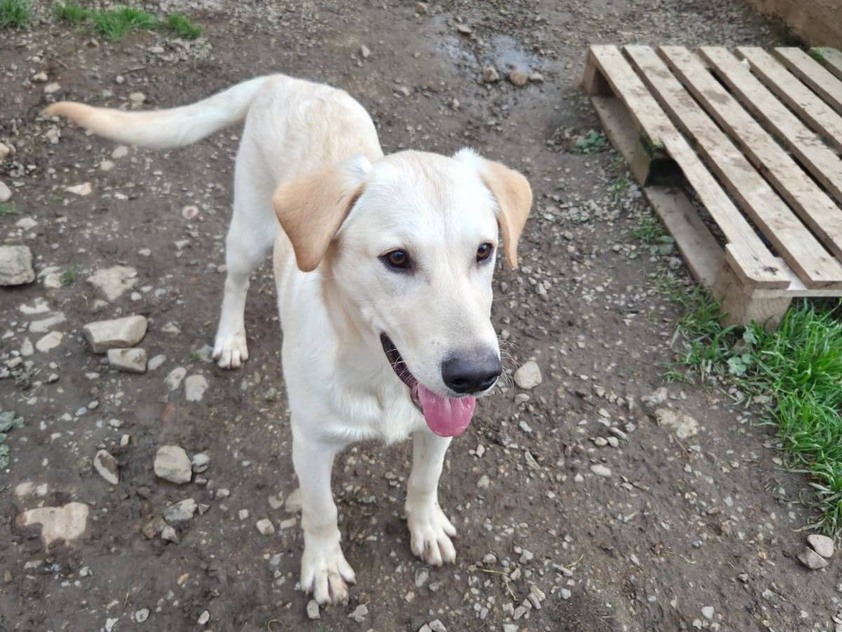 Vuoi adottare un cane a Cagliari?