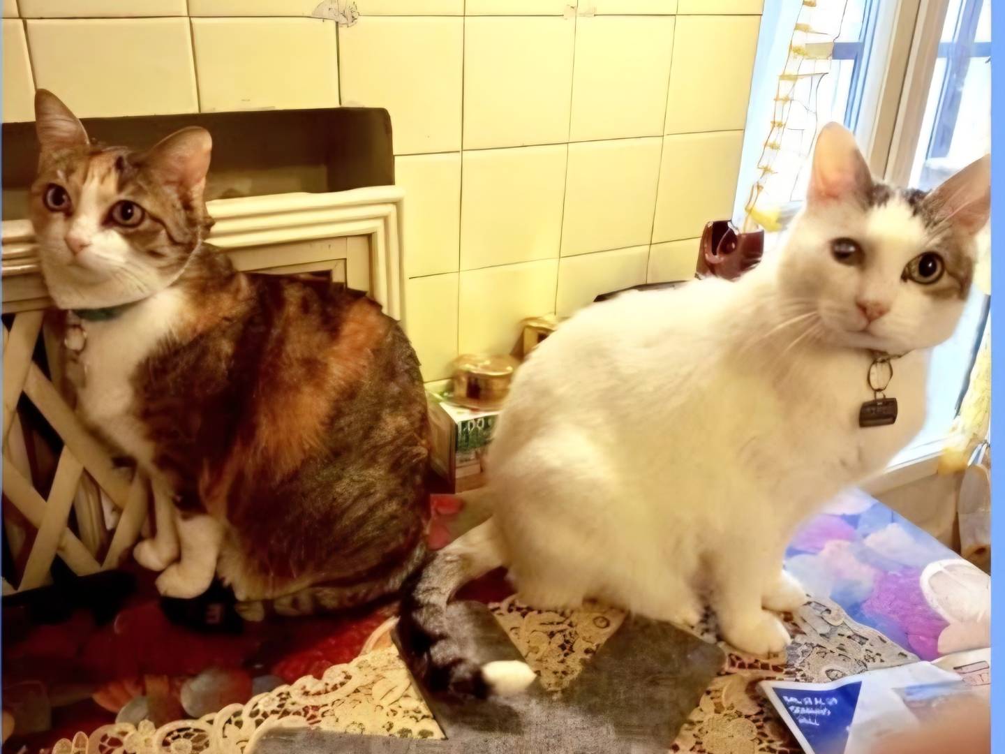 Adozione gatto, maschio, Razza sconosciuta Razza sconosciuta, 12 anni e 11 mesi, taglia non valida, Torino