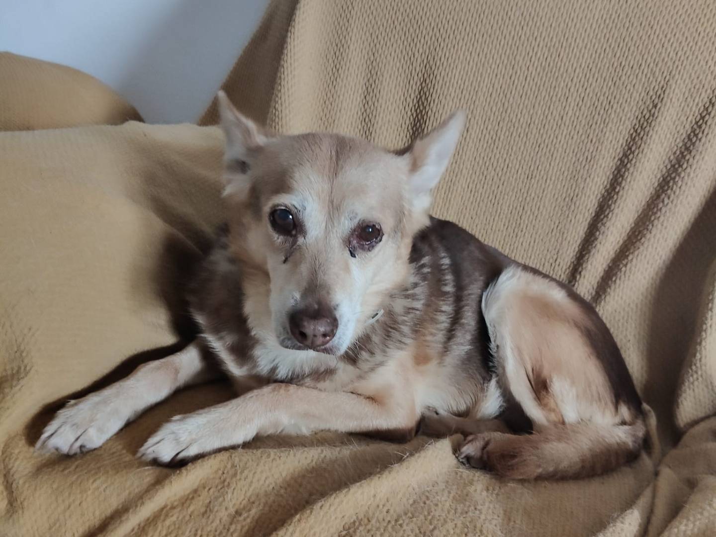 Adotta un cane, femmina, 14 anni e 8 mesi, Vibo