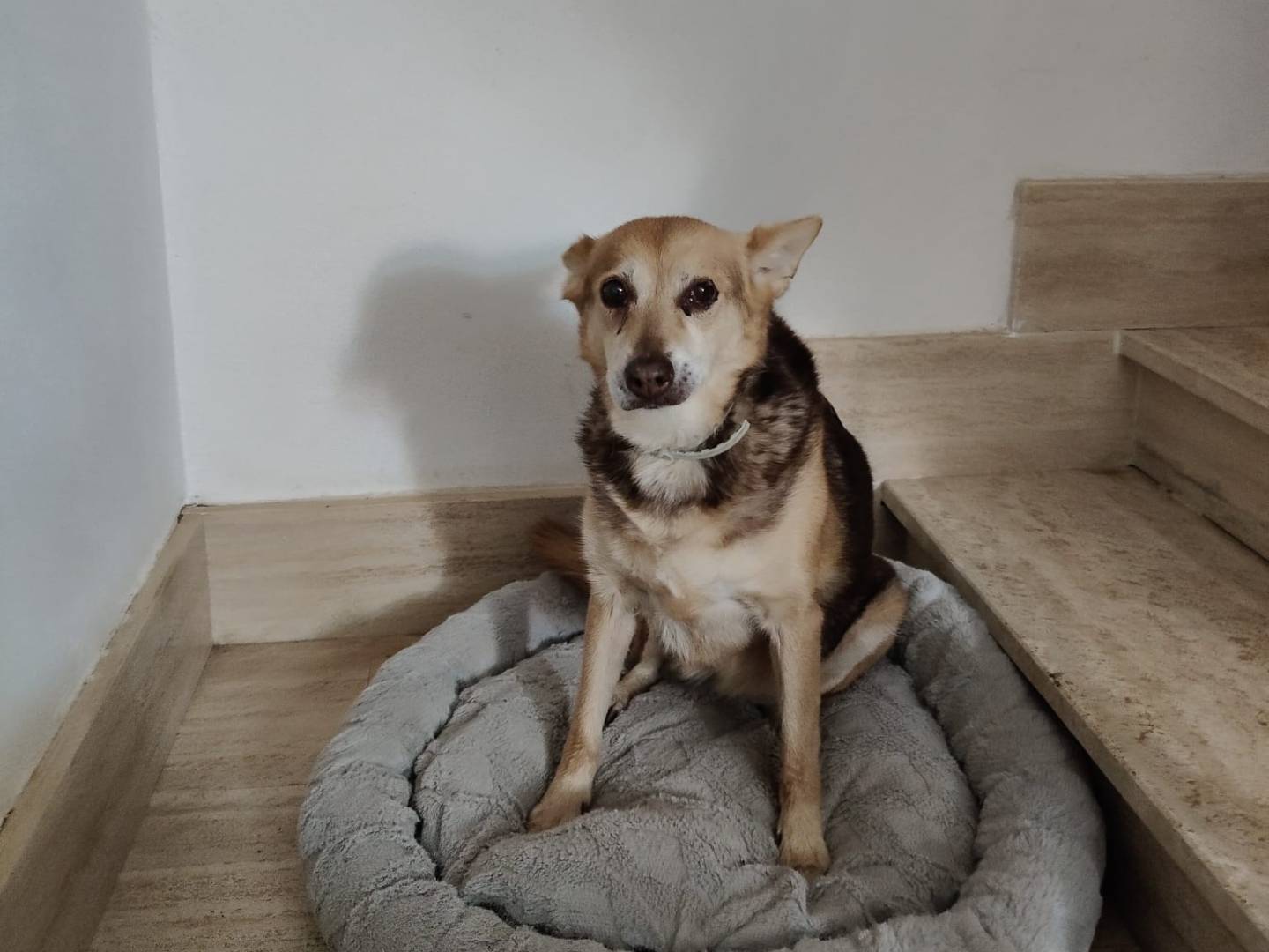 Adotta un cane, taglia media, femmina, Vibo