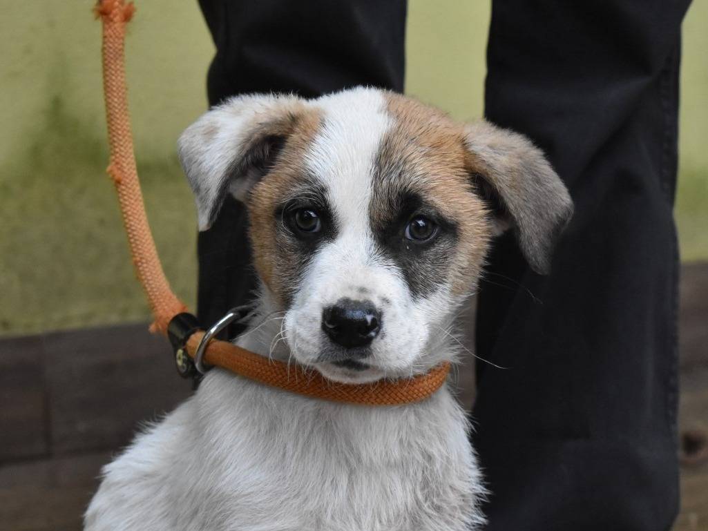 Adozione cane, maschio, Razza sconosciuta Razza sconosciuta, 2 mesi, taglia grande, Roma