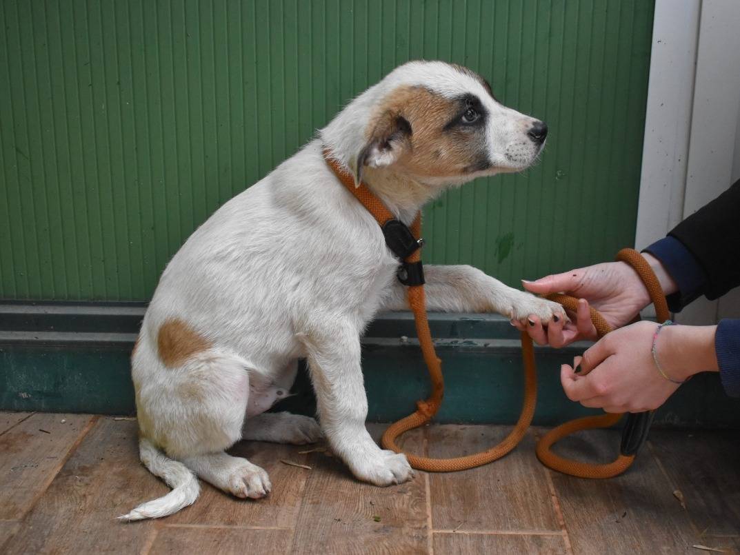 Adotta il cane ELENIO a Roma