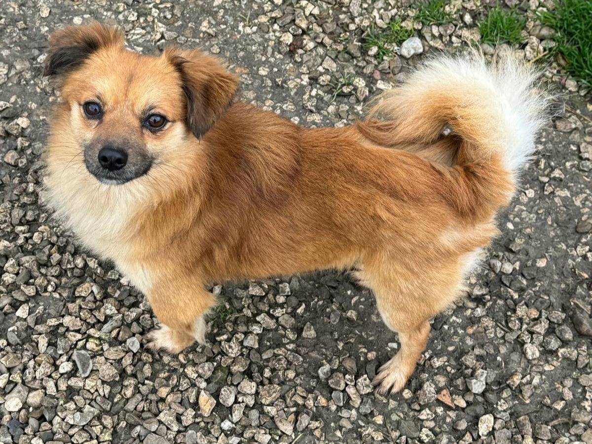 Adotta un cane, maschio, 1 anno e 1 mese, Teramo