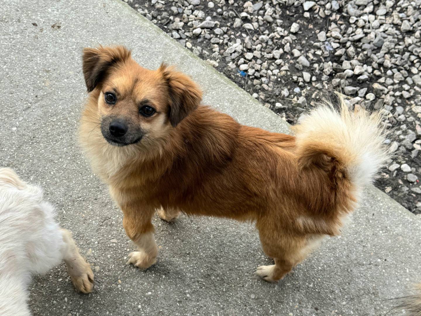 Vuoi adottare un cane a Teramo?