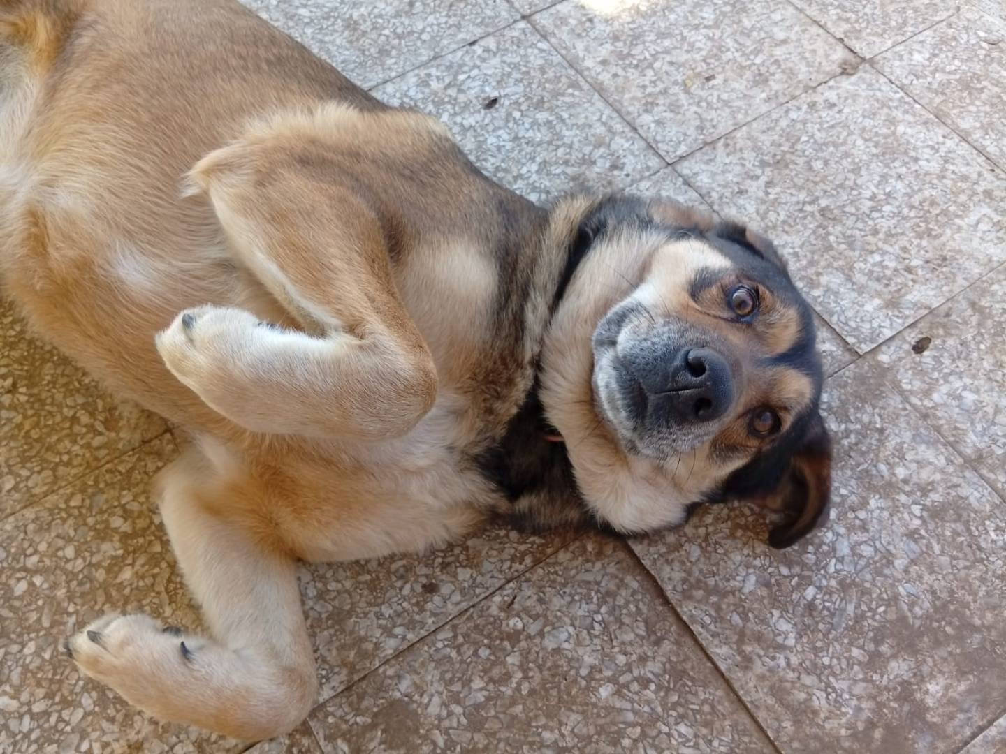 Vuoi adottare un cane a Roma?