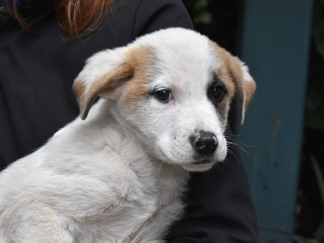 Vuoi adottare un cane a Roma?
