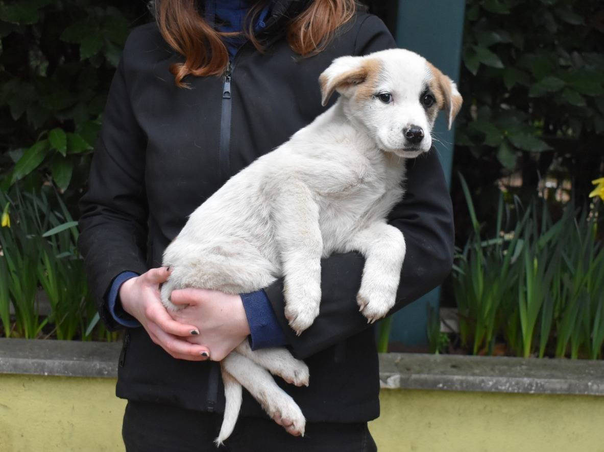 Adotta il cane Eliora a Roma