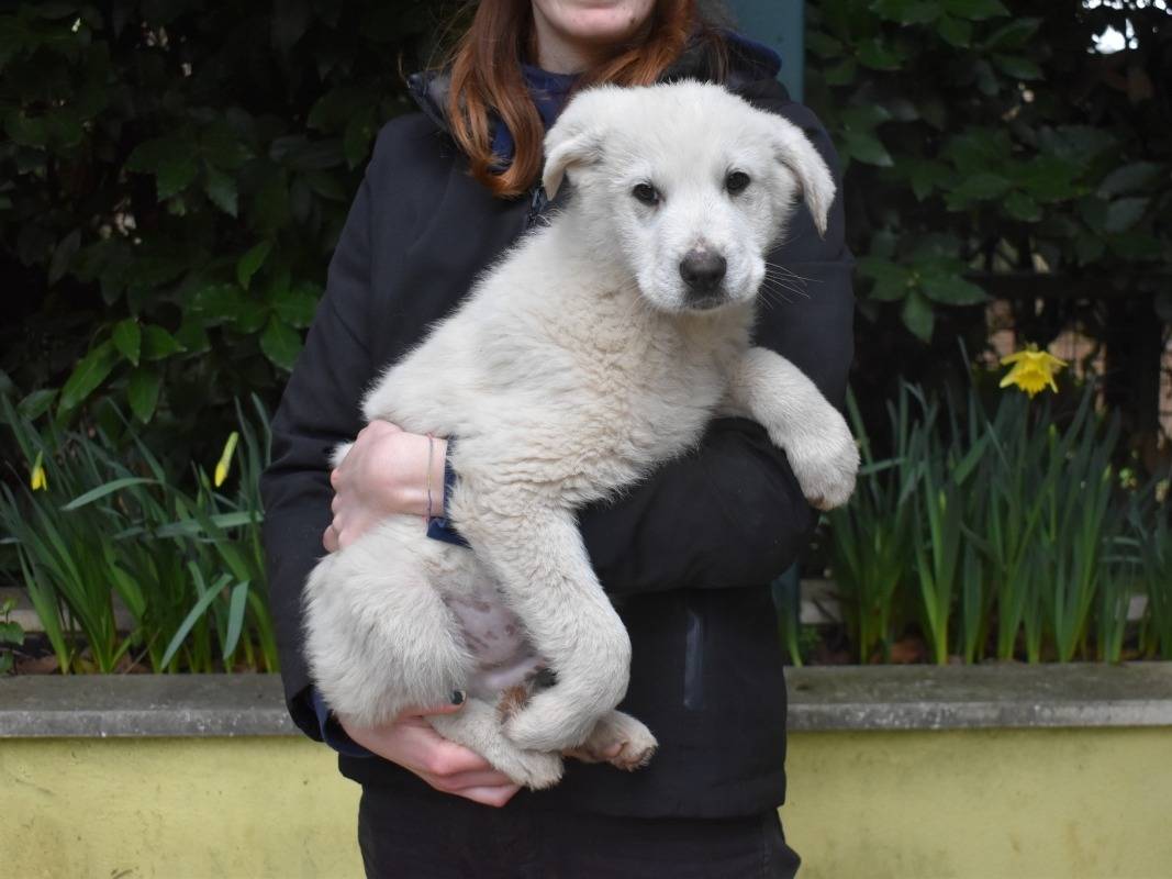 Adotta un cane, taglia grande, maschio, Roma