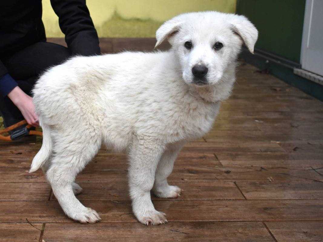 Adotta il cane Hectorin a Roma