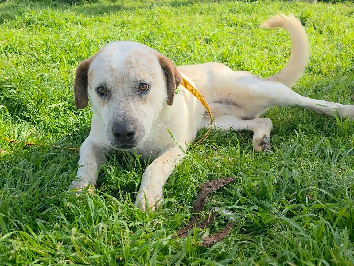 Adozione cane, maschio, Razza sconosciuta Razza sconosciuta, 2 anni e 1 mese, taglia media, Caserta