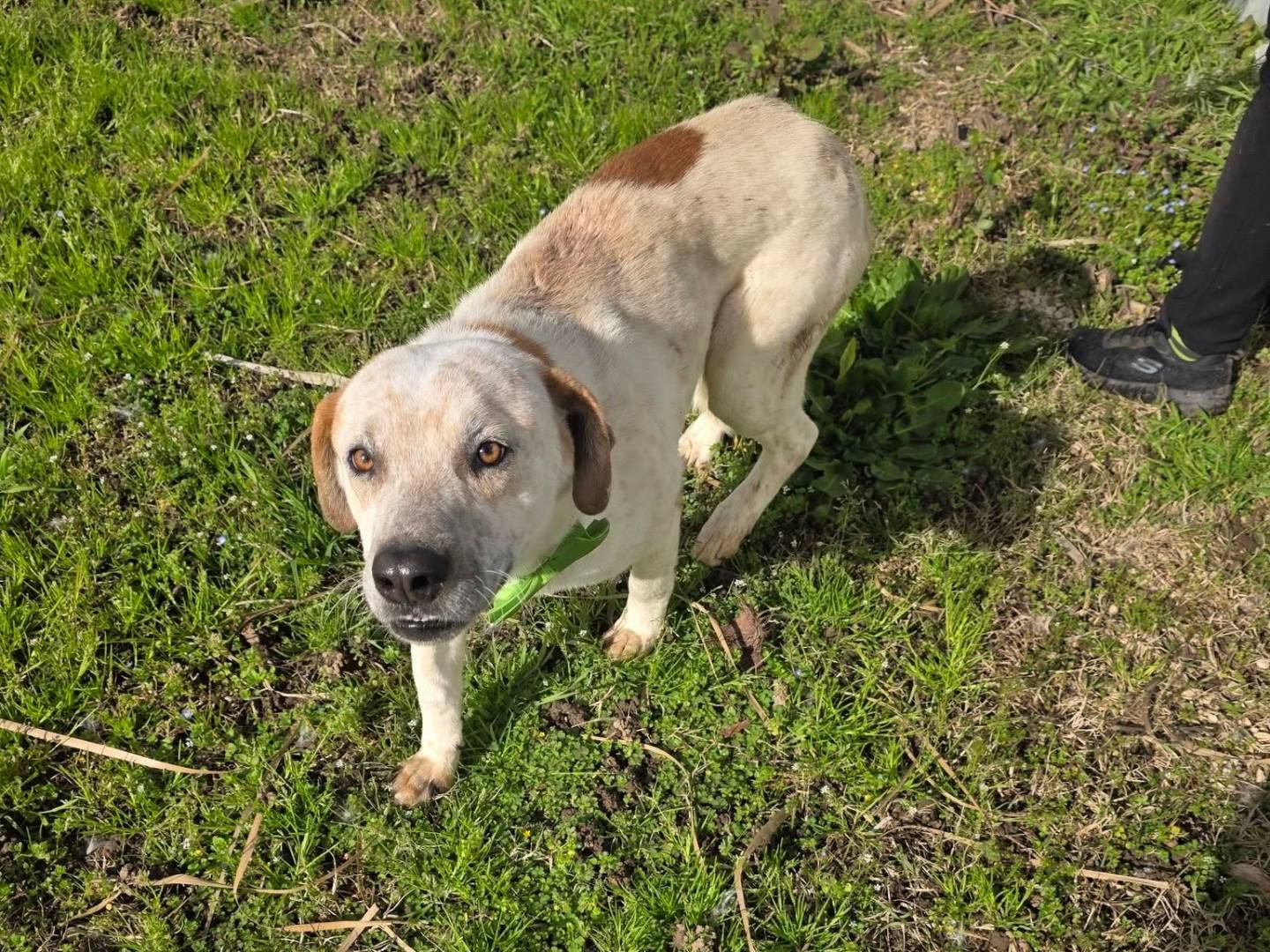 Adotta un cane, maschio, 2 anni e 1 mese, Caserta