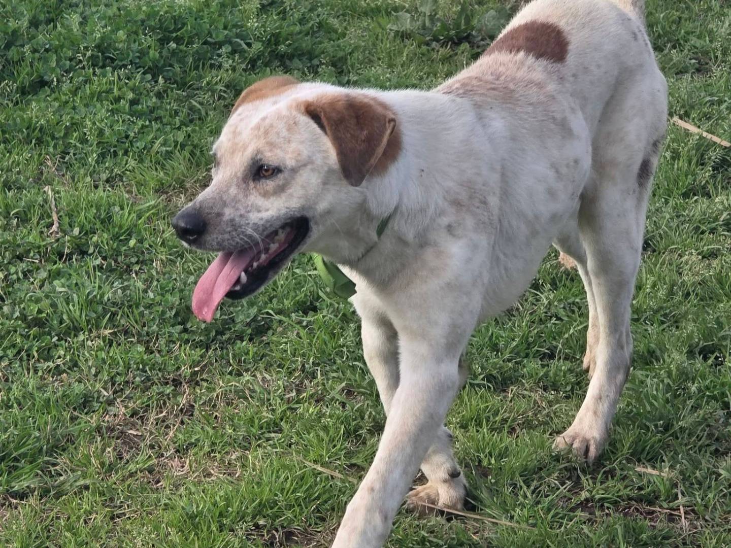 Adotta un cane, taglia media, maschio, Caserta