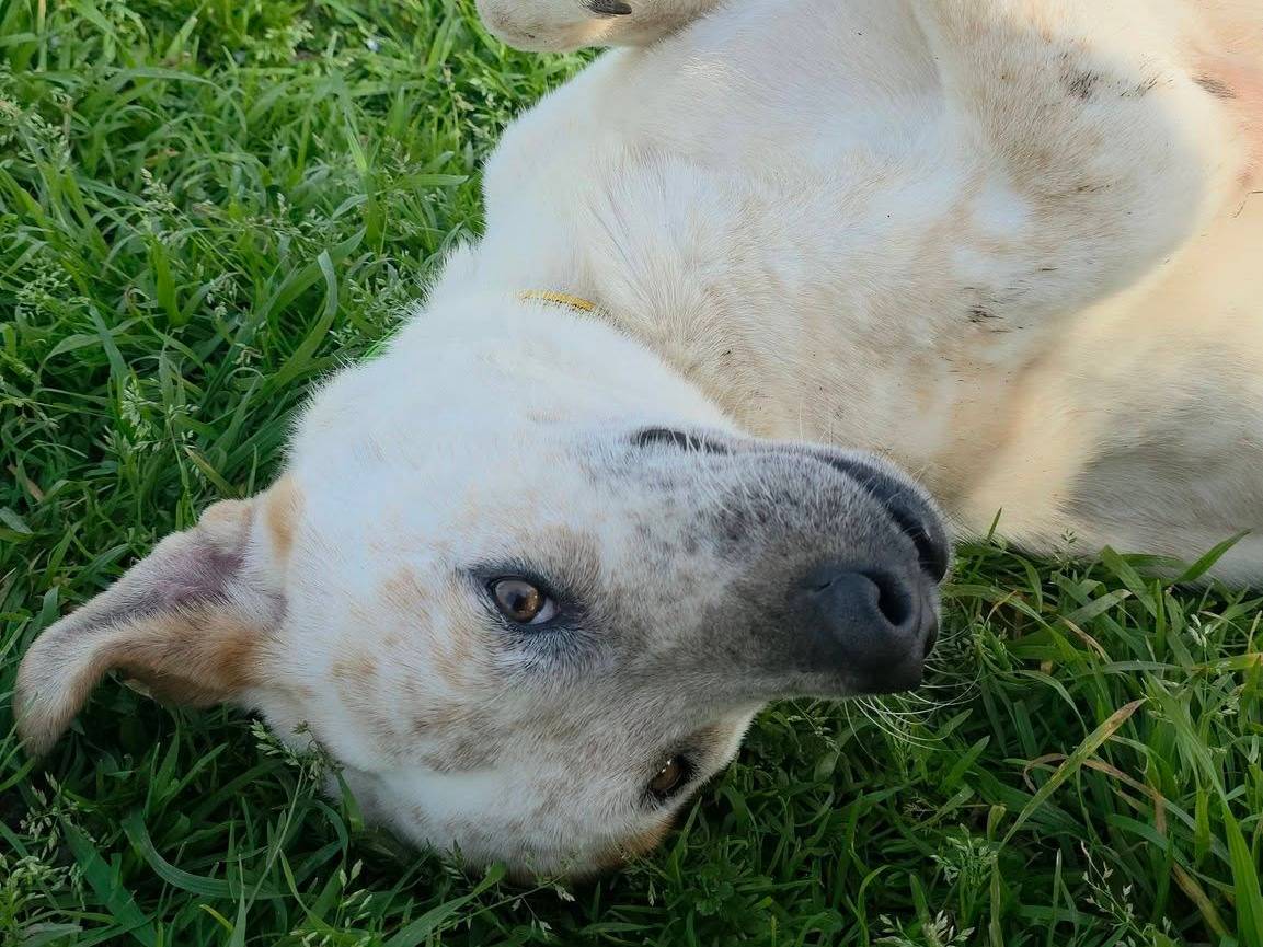 Vuoi adottare un cane a Caserta?