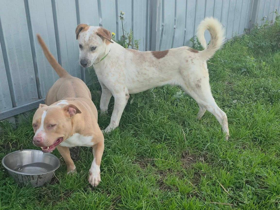 Adotta il cane Twix a Caserta