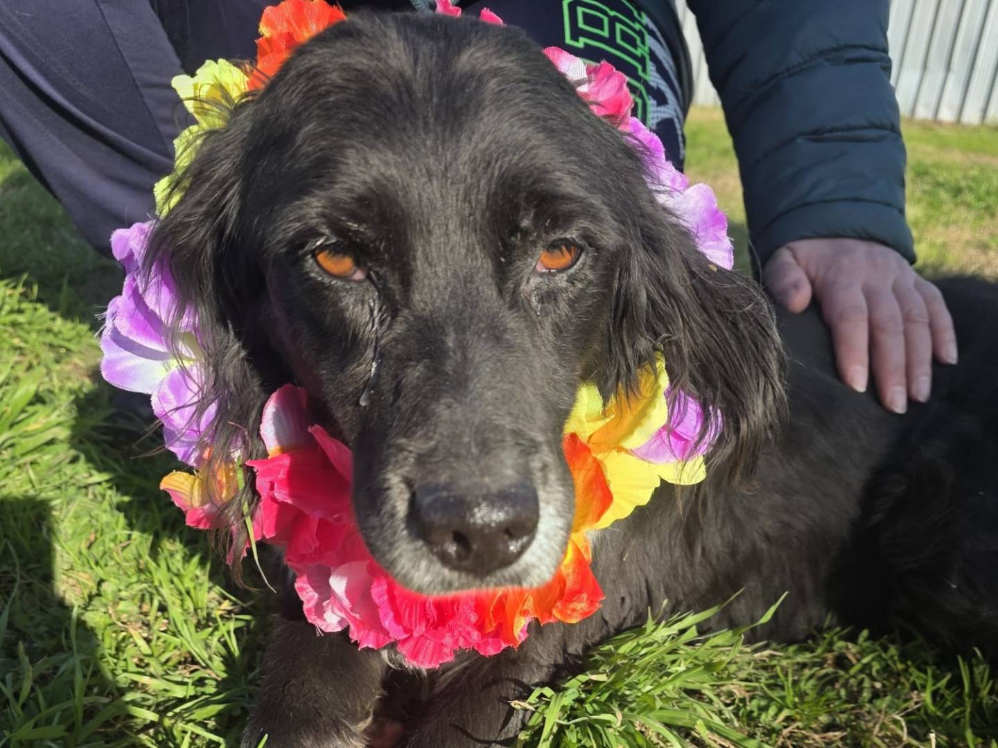 Adozione cane, femmina, Setter Inglese Razza sconosciuta, 9 anni e 4 mesi, taglia media, Caserta