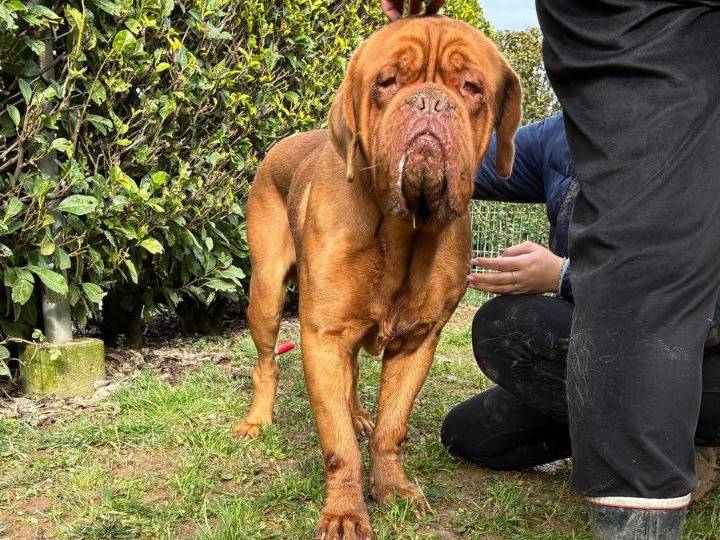 Adotta un cane, taglia gigante, maschio, Bergamo