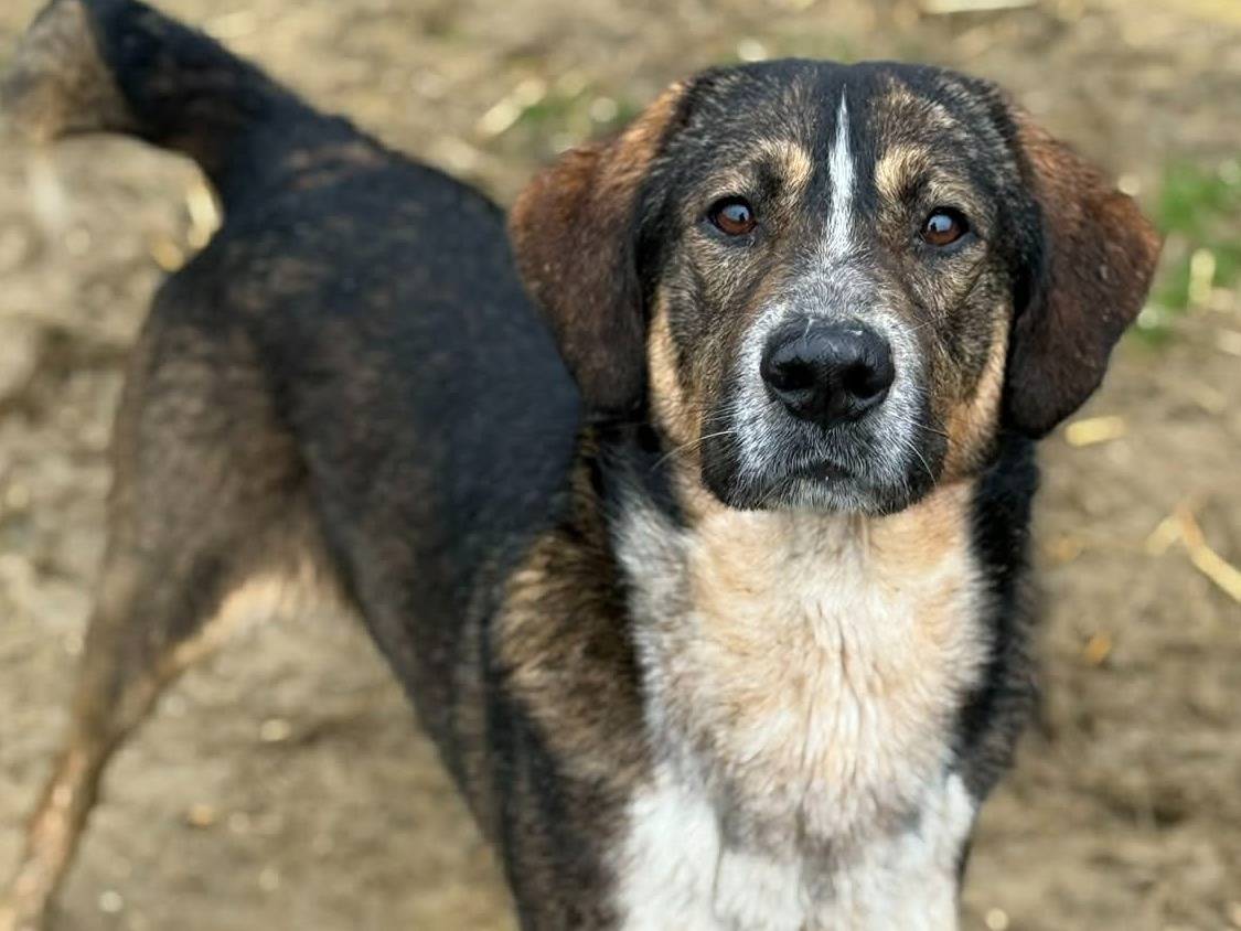 Adozione cane, maschio, Razza sconosciuta Razza sconosciuta, 1 anno e 11 mesi, taglia media, Firenze