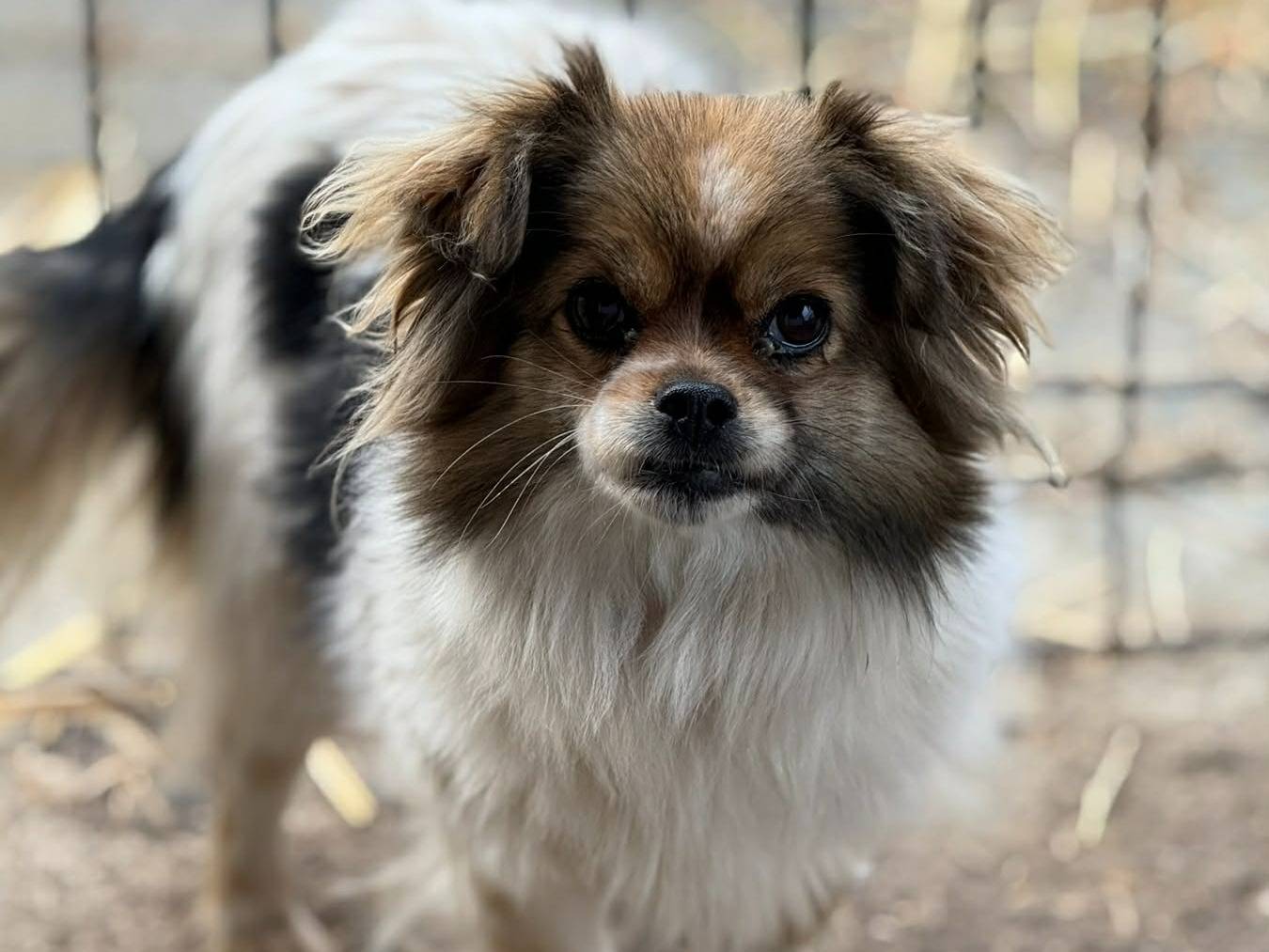 Adotta il cane KIKI a Firenze