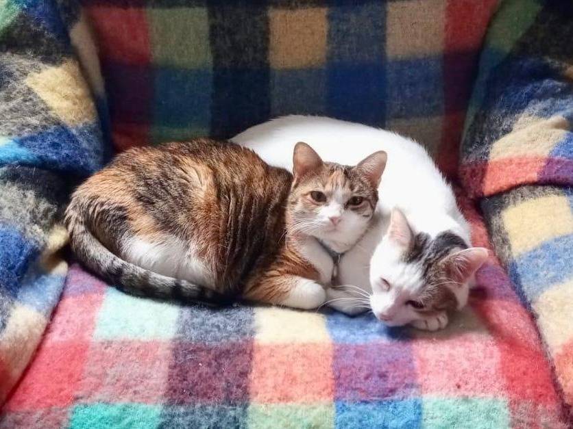 Adotta un gatto, maschio, 12 anni e 11 mesi, Torino