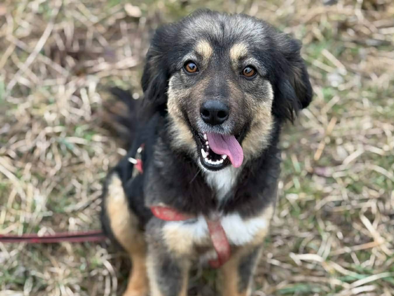 Adozione cane, femmina, Razza sconosciuta Razza sconosciuta, 1 anno e 6 mesi, taglia media contenuta, Firenze