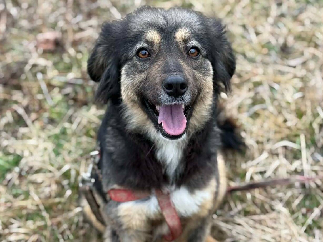 Adotta il cane HAZAL a Firenze