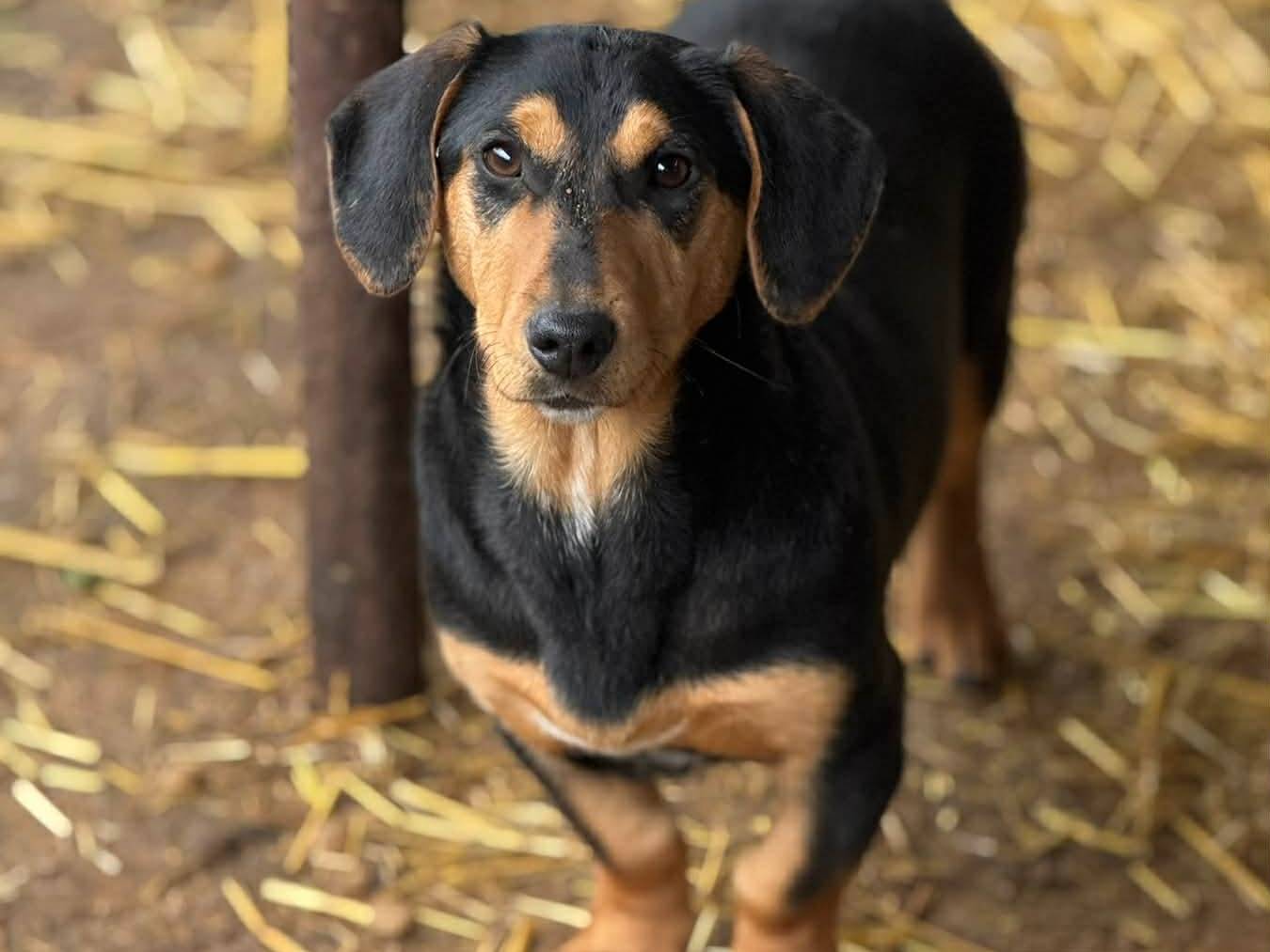 Adotta un cane, femmina, 7 mesi, Firenze