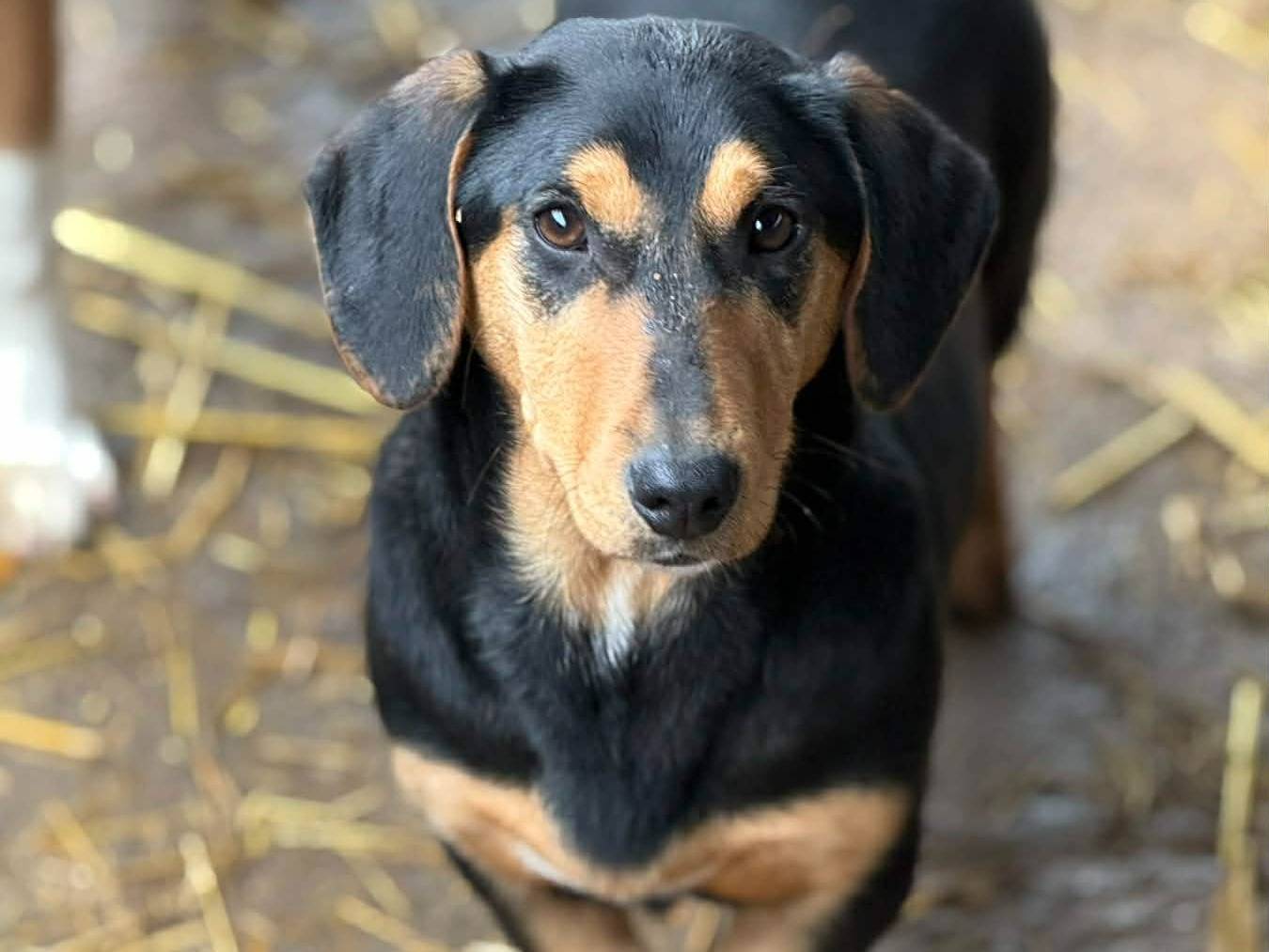 Adotta un cane, taglia piccola, femmina, Firenze