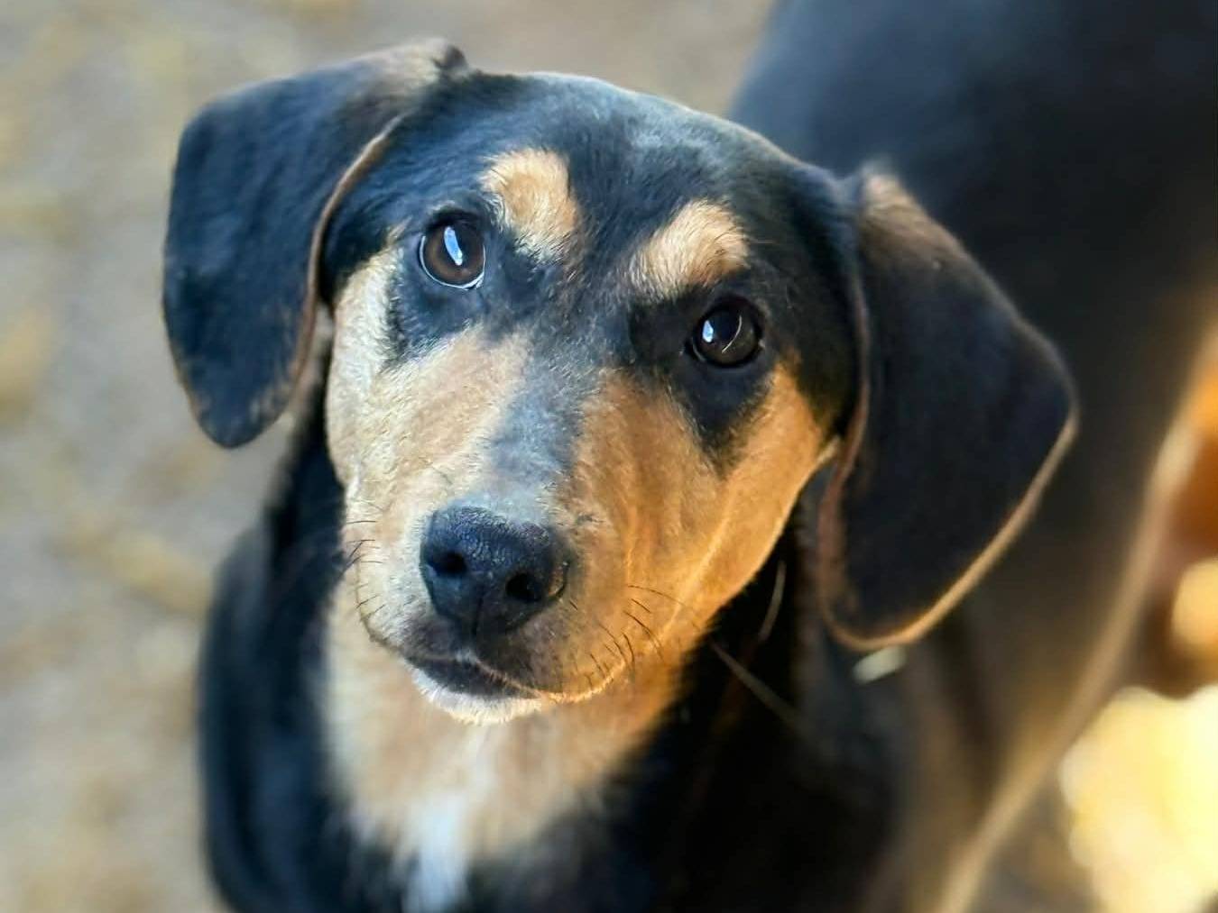 Vuoi adottare un cane a Firenze?