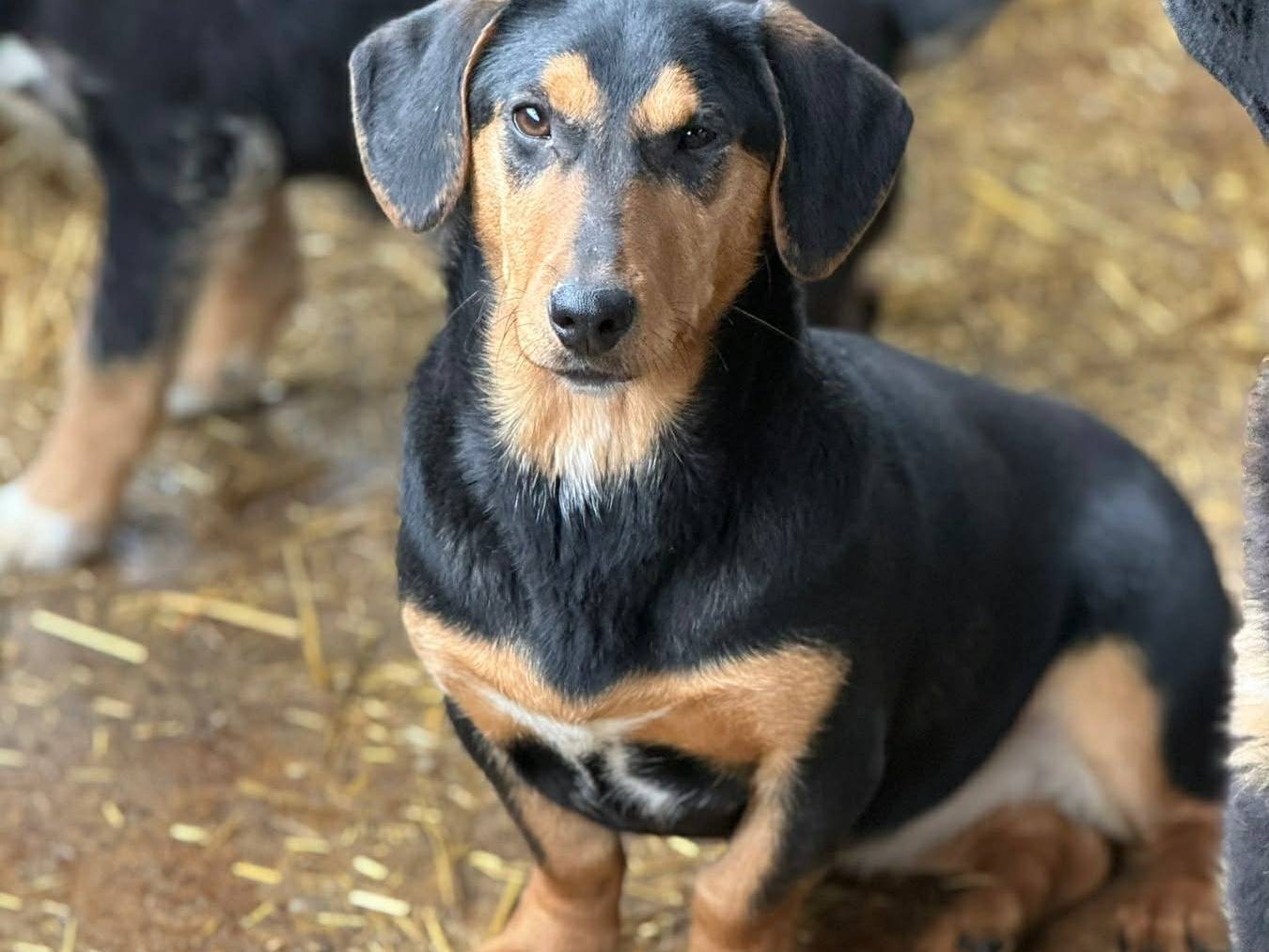 Adotta il cane LIVIA a Firenze