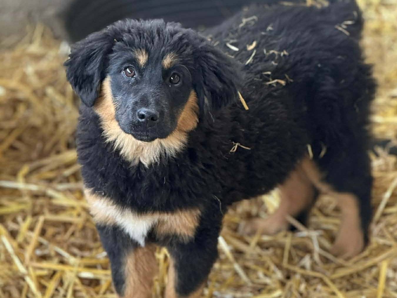 Adotta un cane, taglia media, femmina, Firenze
