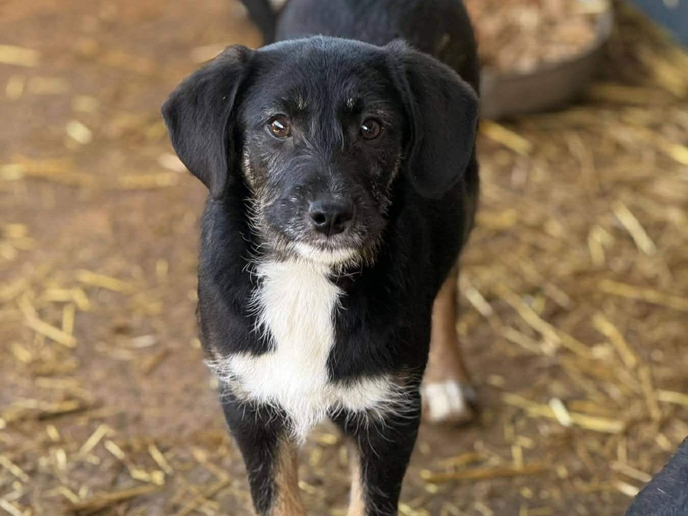 Adotta il cane DIVA JUDI DOLI  a Firenze