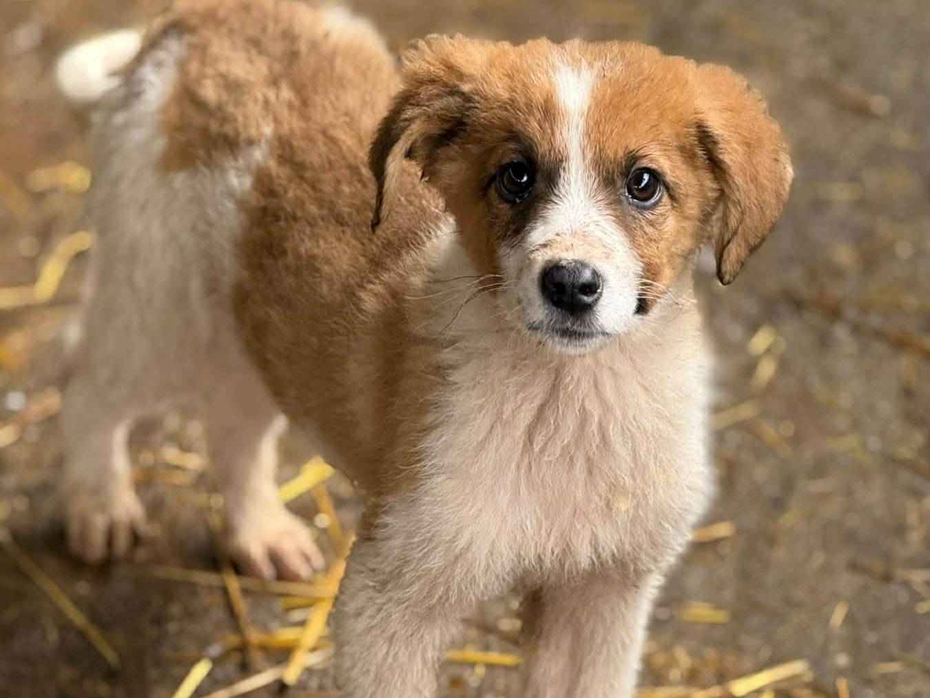 Adozione cane, maschio, Razza sconosciuta Razza sconosciuta, 1 mesi, taglia media contenuta, Firenze