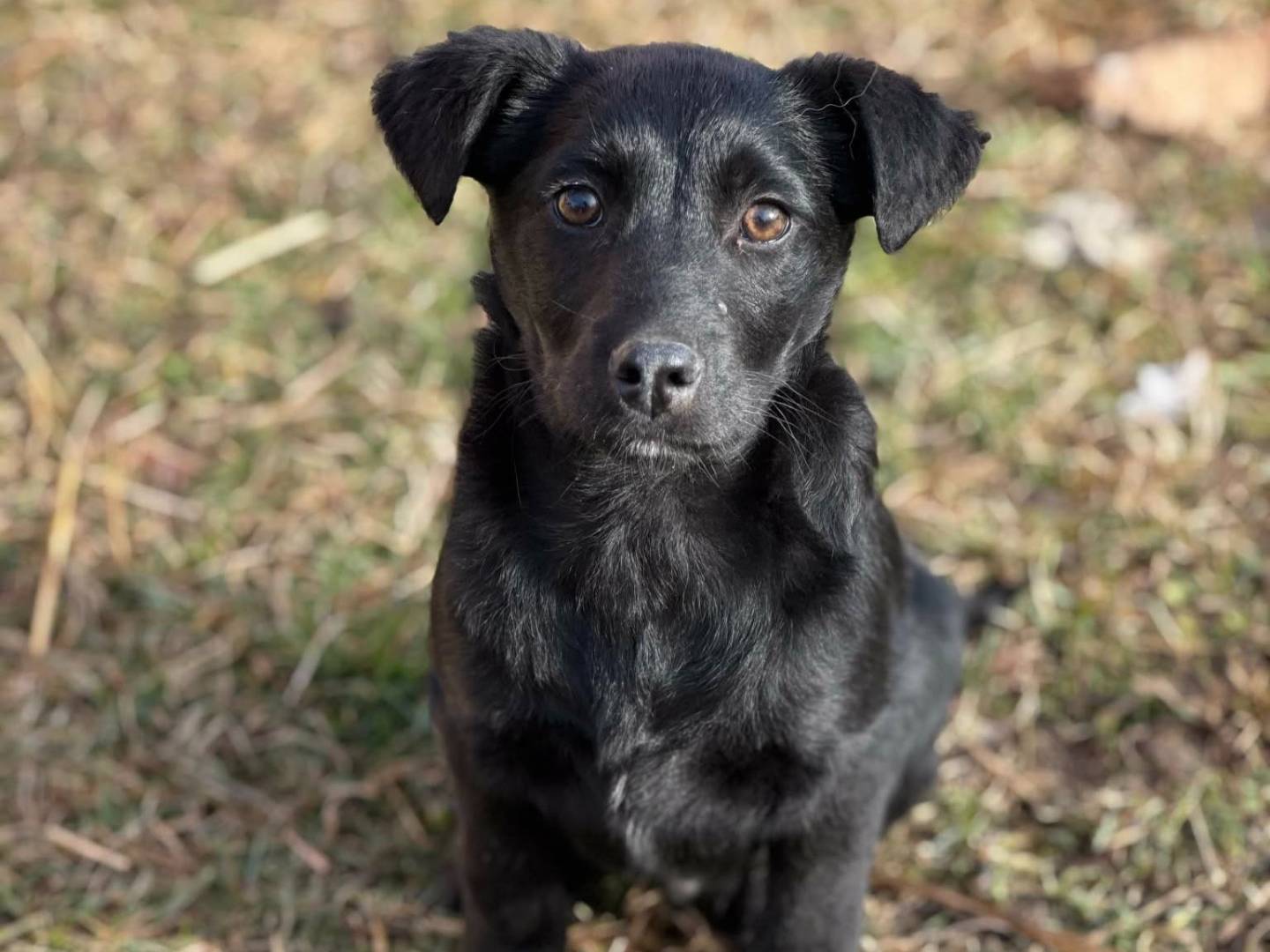 Adotta un cane, taglia media contenuta, maschio, Firenze